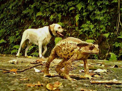 Giant toad. Almost the size of a full-grown labrador retriever. Is taken from http://www.flickr.com/photos/sandman1/2716804396/