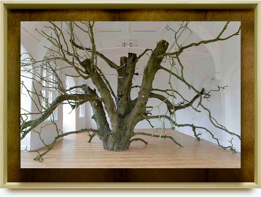 Anya Gallaccio(b. 1963 inPaisley,Scotland).  That open space within. 2008. A section of a horse chestnut tree, removed from a London park after it died. Installation in Camden Art Centre (contemporary art gallery in North London). www.flickr.com/photos/camdenartscentre/2671123545/in/photostream/
