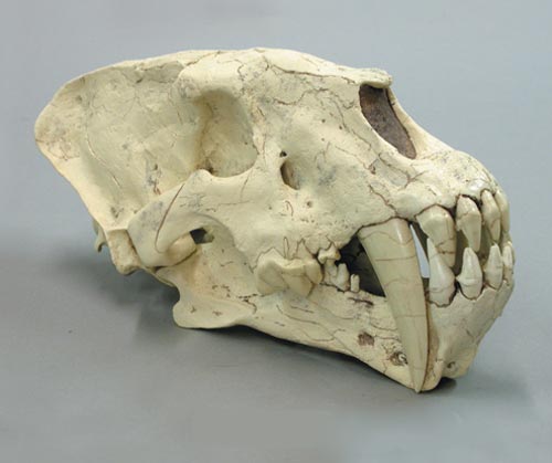 Smilodon,    