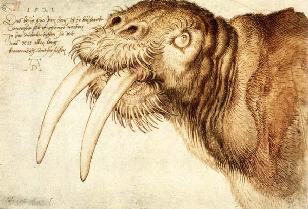 Dürer, Albrecht (1471–1528). Head of a Walrus. 1521. Pen drawing with watercolours, 206×315 mm. British Museum, London.