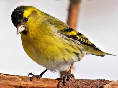  (Carduelis spinus).  -  .   , ,   ,      .  .