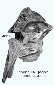 череп мамонта в разрезе
