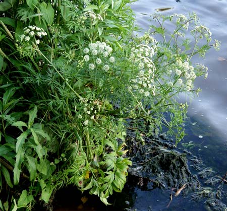 Cicuta virosa